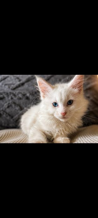 Мейн Кун котенок