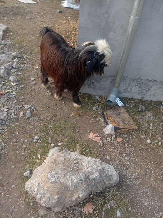 Еркак ечки нархи 2200минг тел1