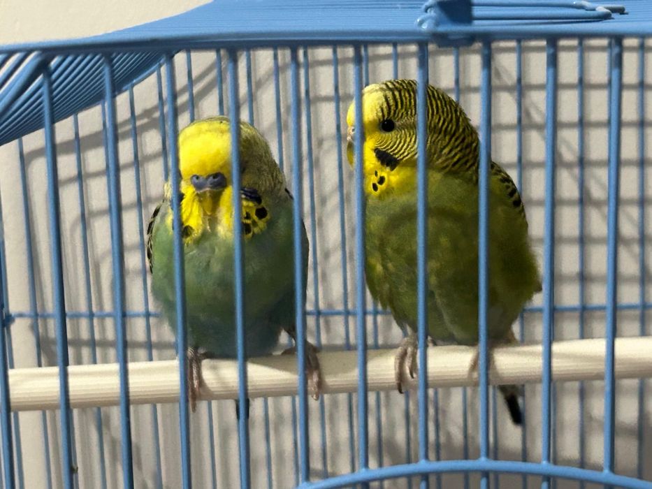 Волнистые попугаи на продажу