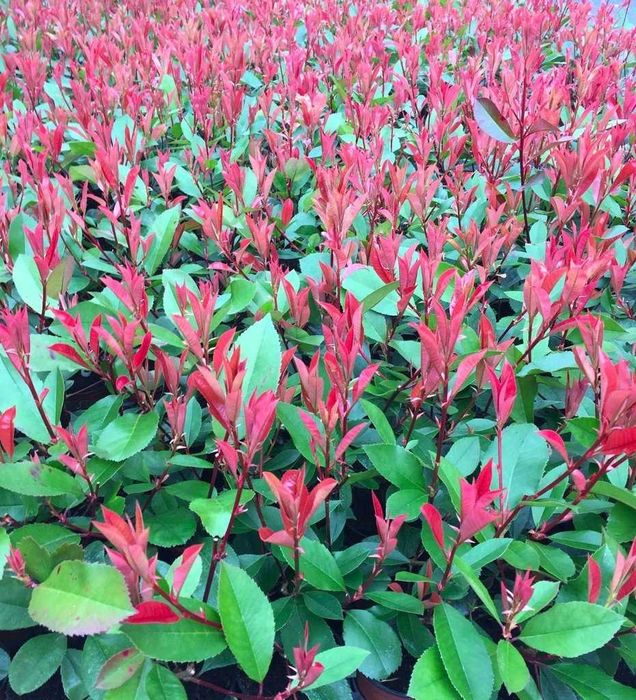 Rasaduri de Photinia Red Robin de 15- 30cm, /2 ani/