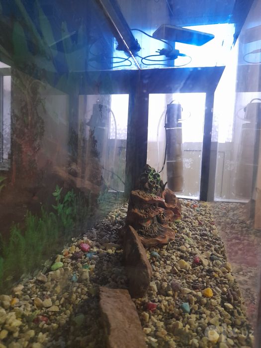 Akvarium 150 litr kaplekt xammnarsalri bn sotiladi