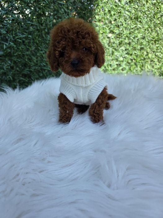 Резервирано !Пудел той момче с документ за произход