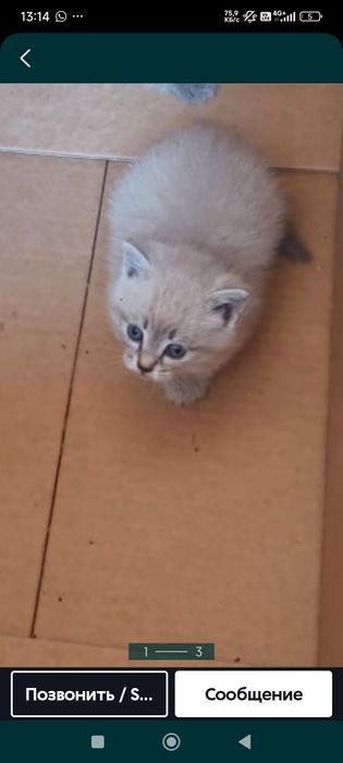 Отдам котенка девочку