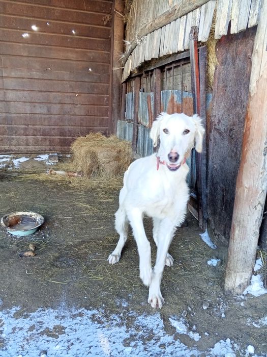 Щенок тазы 5-6 месяцев