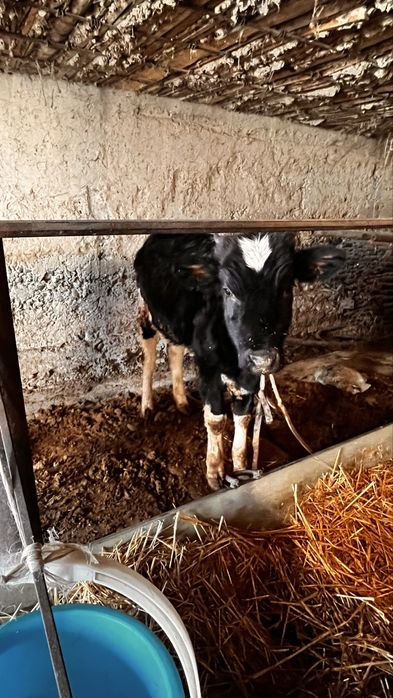 Теоенок оба один год