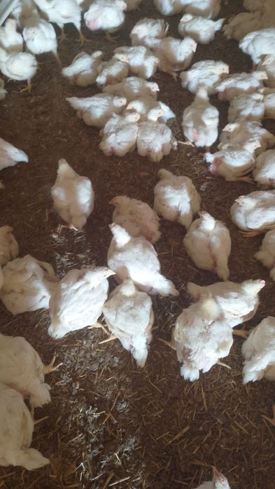 Pui alb de carne și rasa mixta