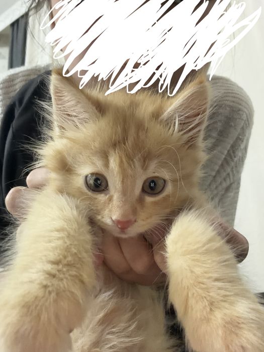 Рыжый котенок мальчик