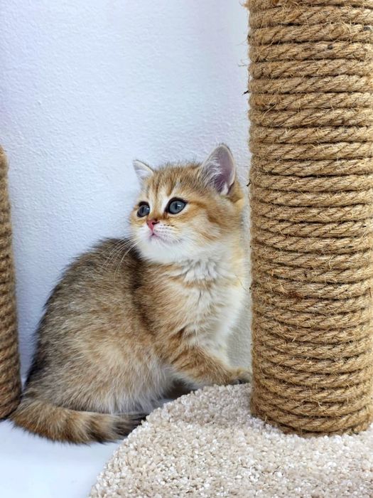 плюшки британские  девочки и мальчики