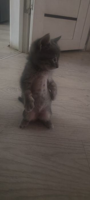 Отдам Серого котенка в Добрые Руки