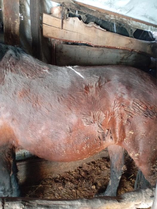 Продам кобылу и жеребчика