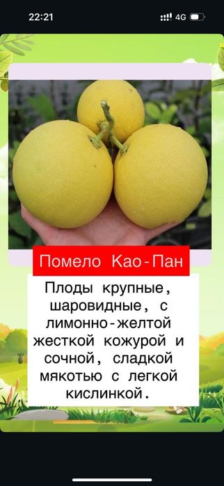 Продам сортовые прививки российского питомника