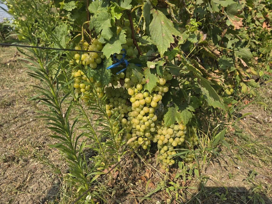 Struguri  Albi de vin