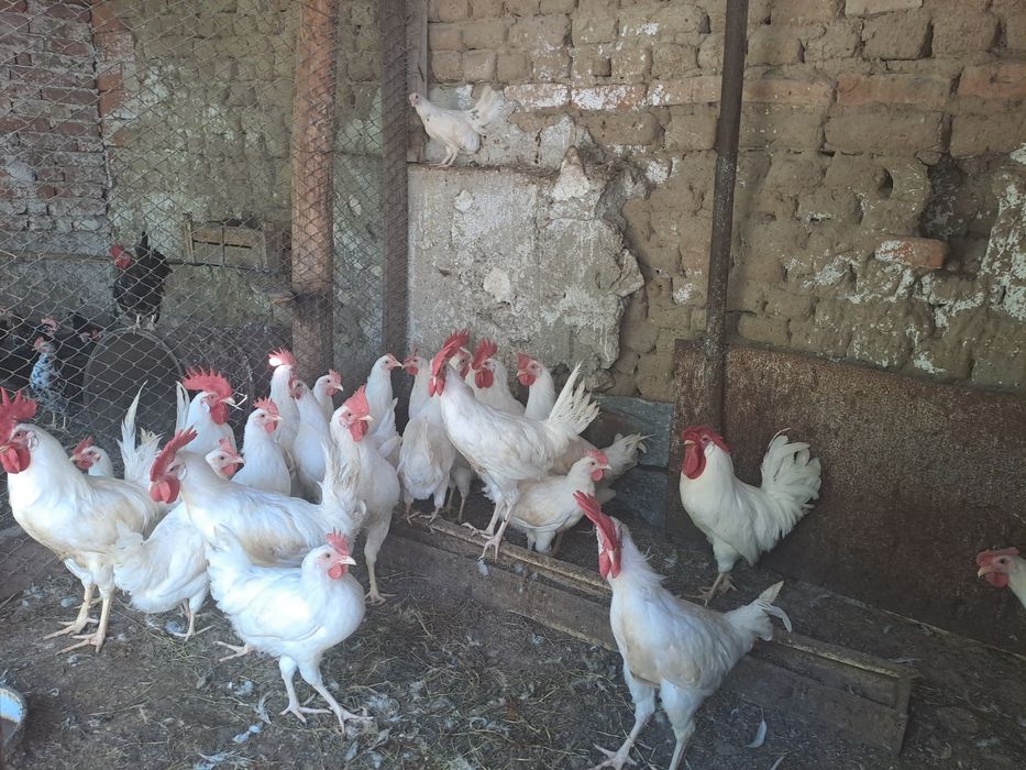 легхорн,серама,декоративни