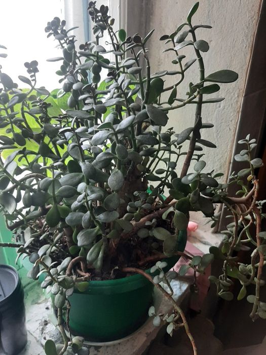 Продам цветы разные от 500 и выше