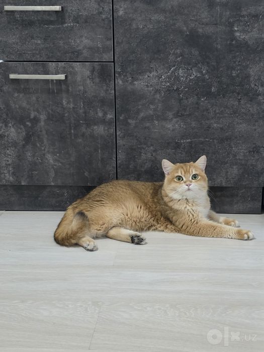 Британский скотиш страйт.