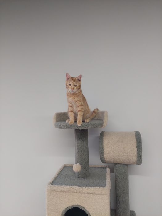 Котенок мальчик кастрирован Ташкент