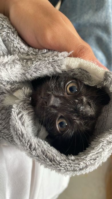 Отдам котенка в добрые руки