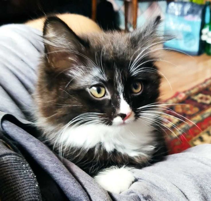 Домашние котята, 2-х месячные