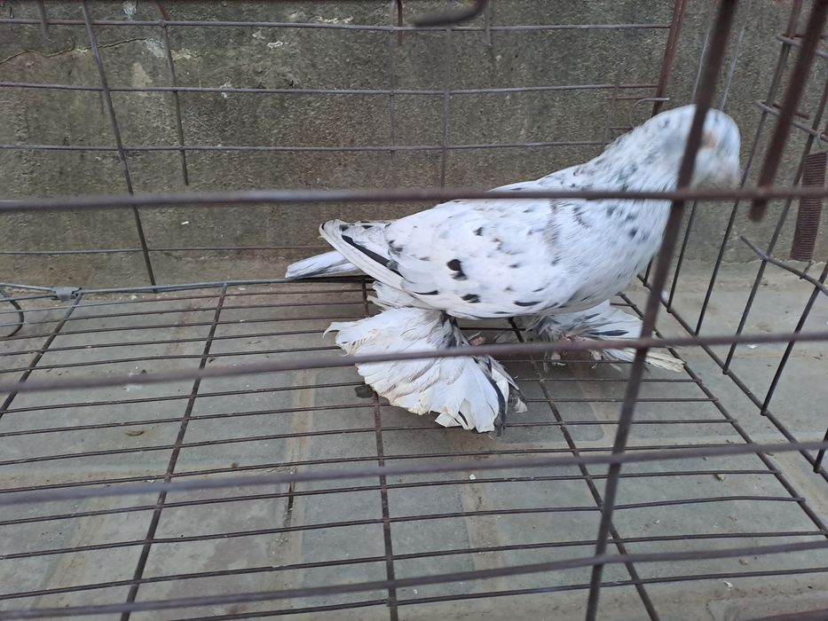 Голуби,челкари молодые ,игра ,лёт.