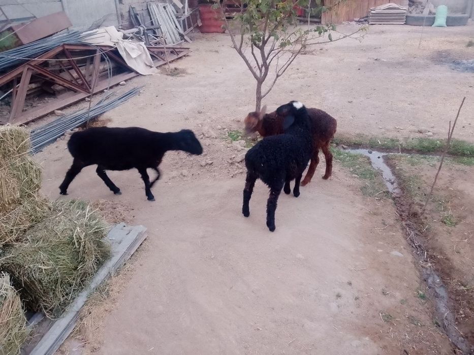 Qo'ylar sotiladi