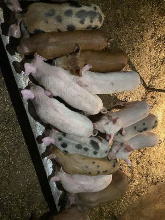 Продавам малки прасенца