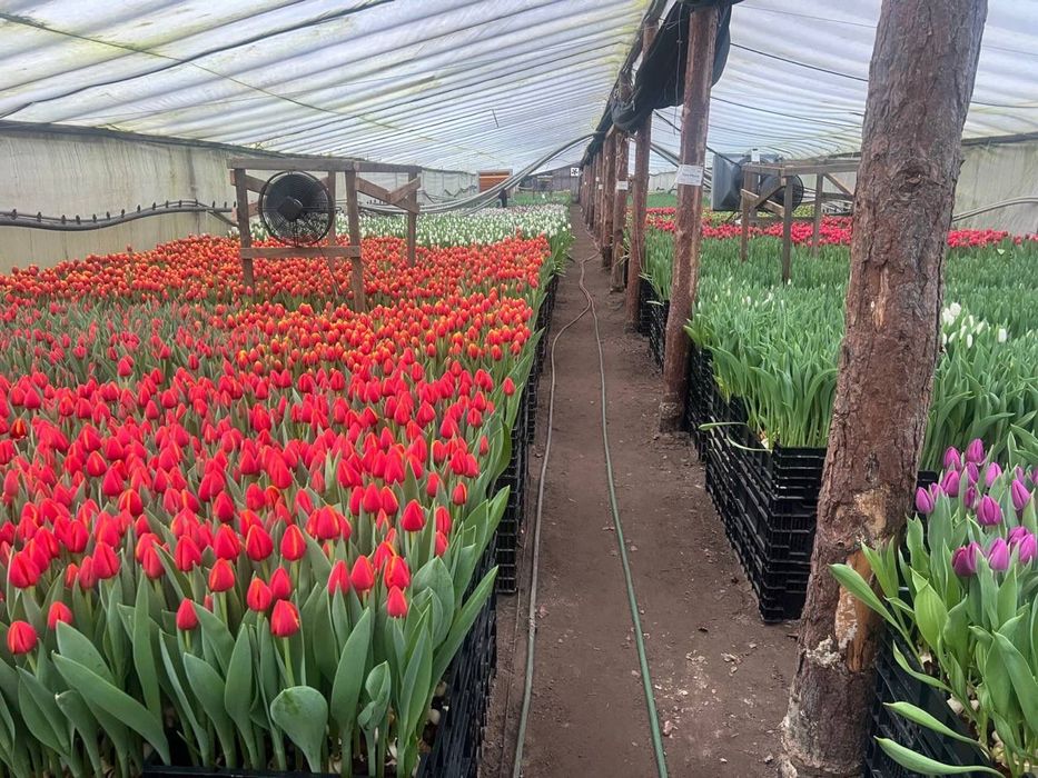 Тюльпан оптом производство Белоруссия