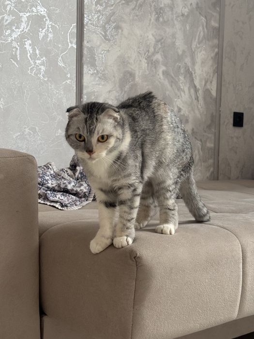 Кошка вислоухая, 1 годик, девочка