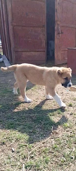 Ургашы төбет кушык