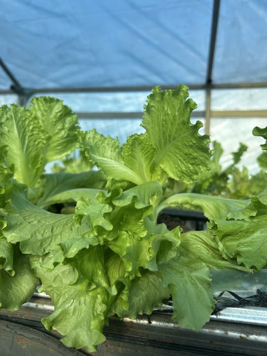 Продам лист салата