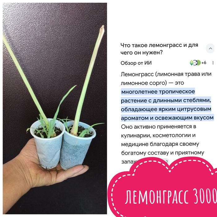 Комнатные растения