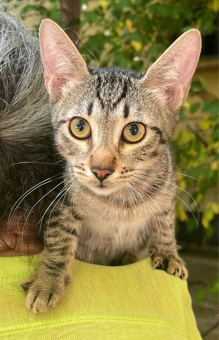 Metisi British Shorthair tabby pui, gratuit