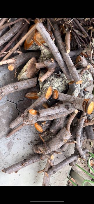 Фруктовые деревья