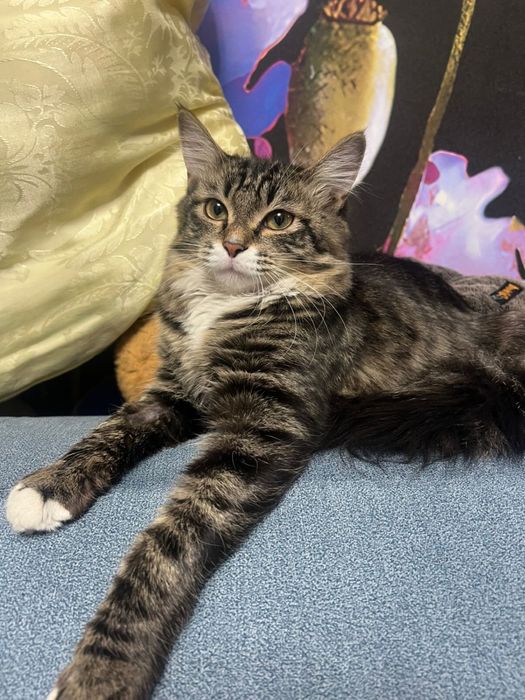 Котенок  просто чудо