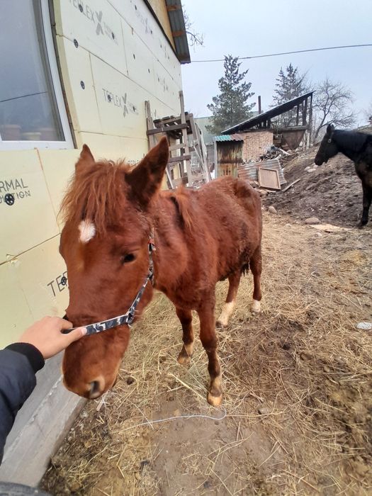 Тай сатылады 1.5жасар