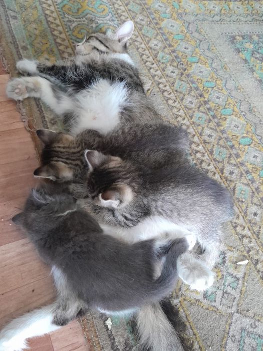 Отдам в хорошие руки котят