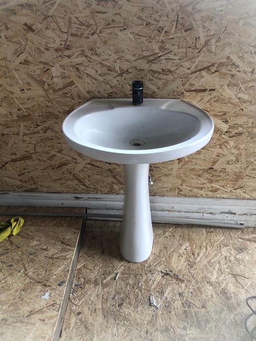 Раковина тюльпан.