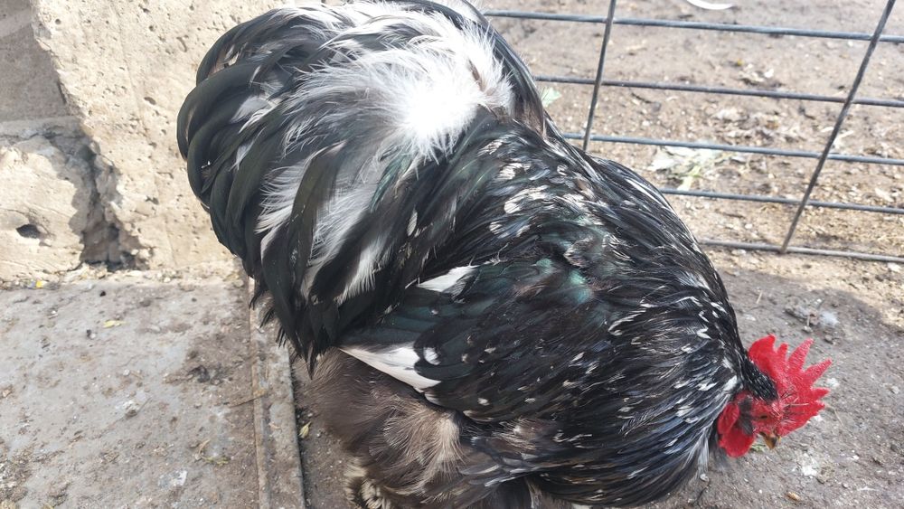 Cochinchina pitic  100 lei