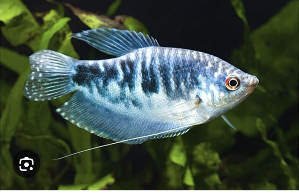 Продам аквариум с рыбками