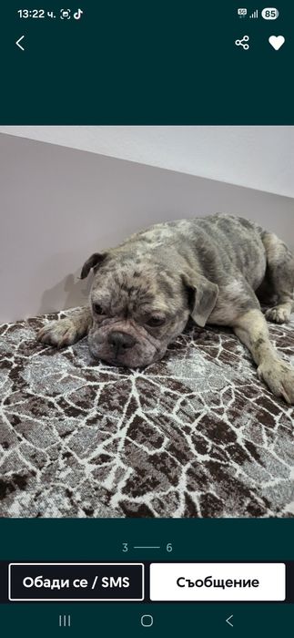 Продавам Френски Булдок