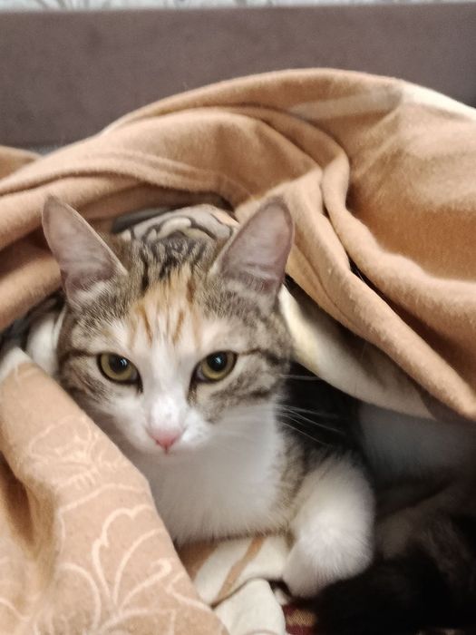 СРОЧНО отдам в добрые руки