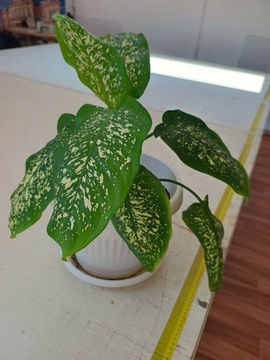 Дифенбахия цвете 0.50см