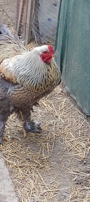 Pui brahma  50 lei bucata