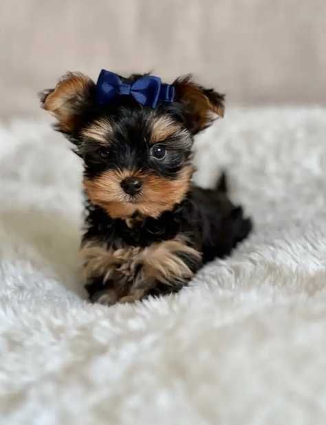 Йоркширски териер джудже