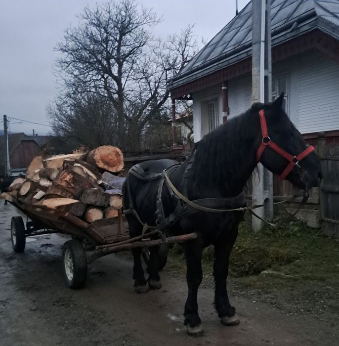Armăsar Negru Corb Este un Cal domol