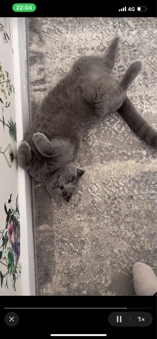 Кот британец вислоухий