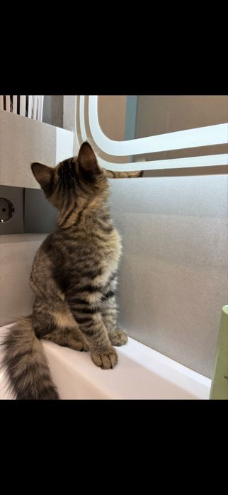 Котенок 4 месяца,мальчик