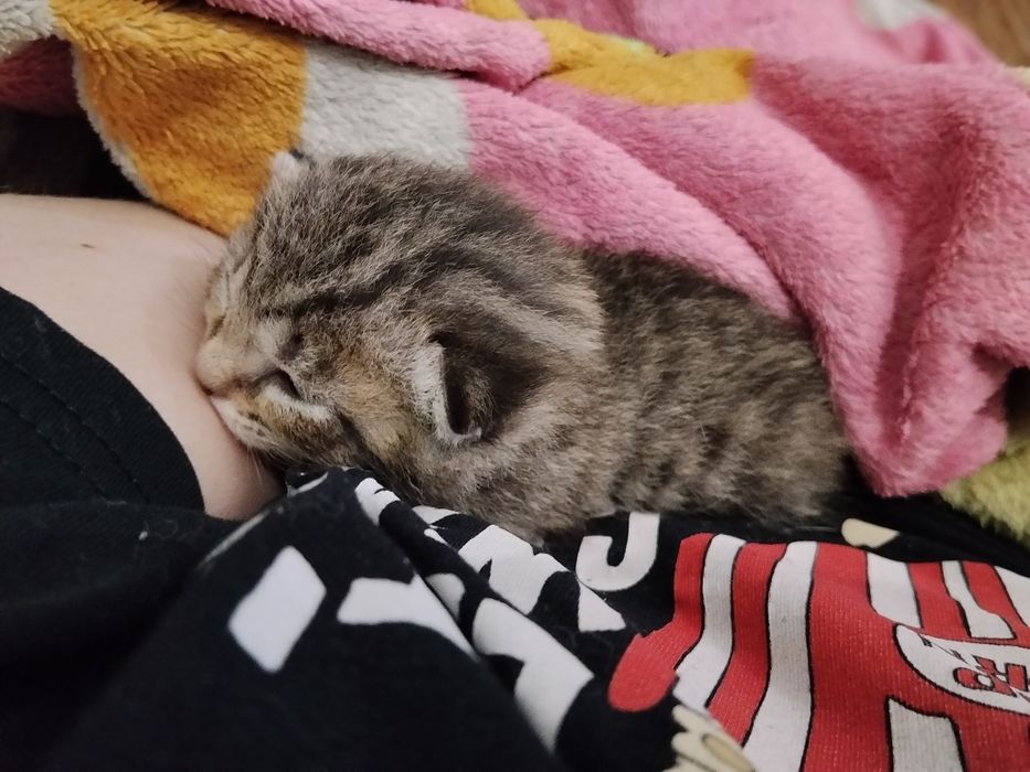 Вислоухие котятки - бронь!!!