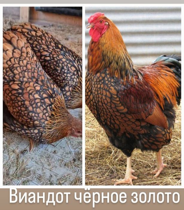Продам инкубационное яйцо кур разных пород птица
