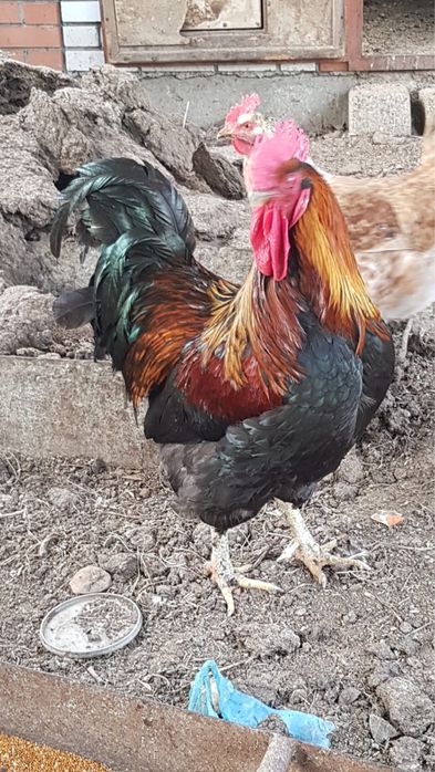 Продам дачу с/о Вагонник