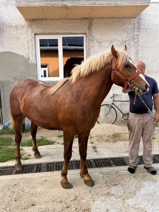 Vand carlan in varsta de un an jumatate